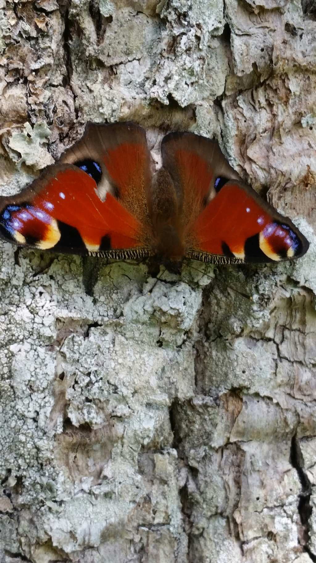 Riconoscimento farfalla1? Aglais io - Nymphalidae